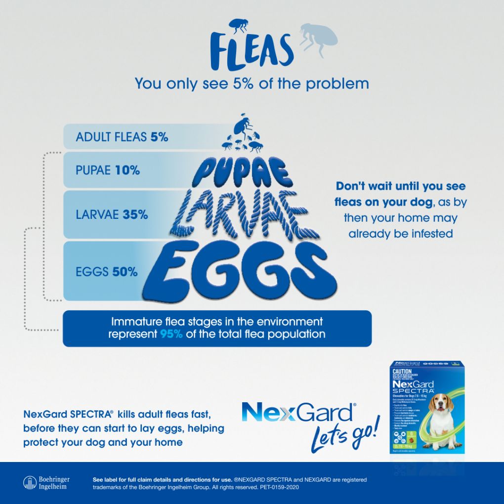 Nexgard Spectra Chews for Dog 2-3.5kg Orange - RSPCA VIC