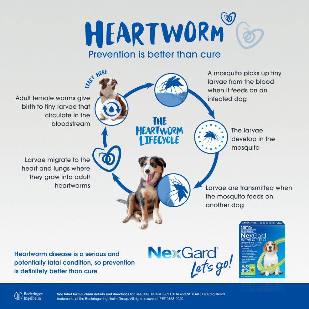 Heartworm nexgard hot sale spectra