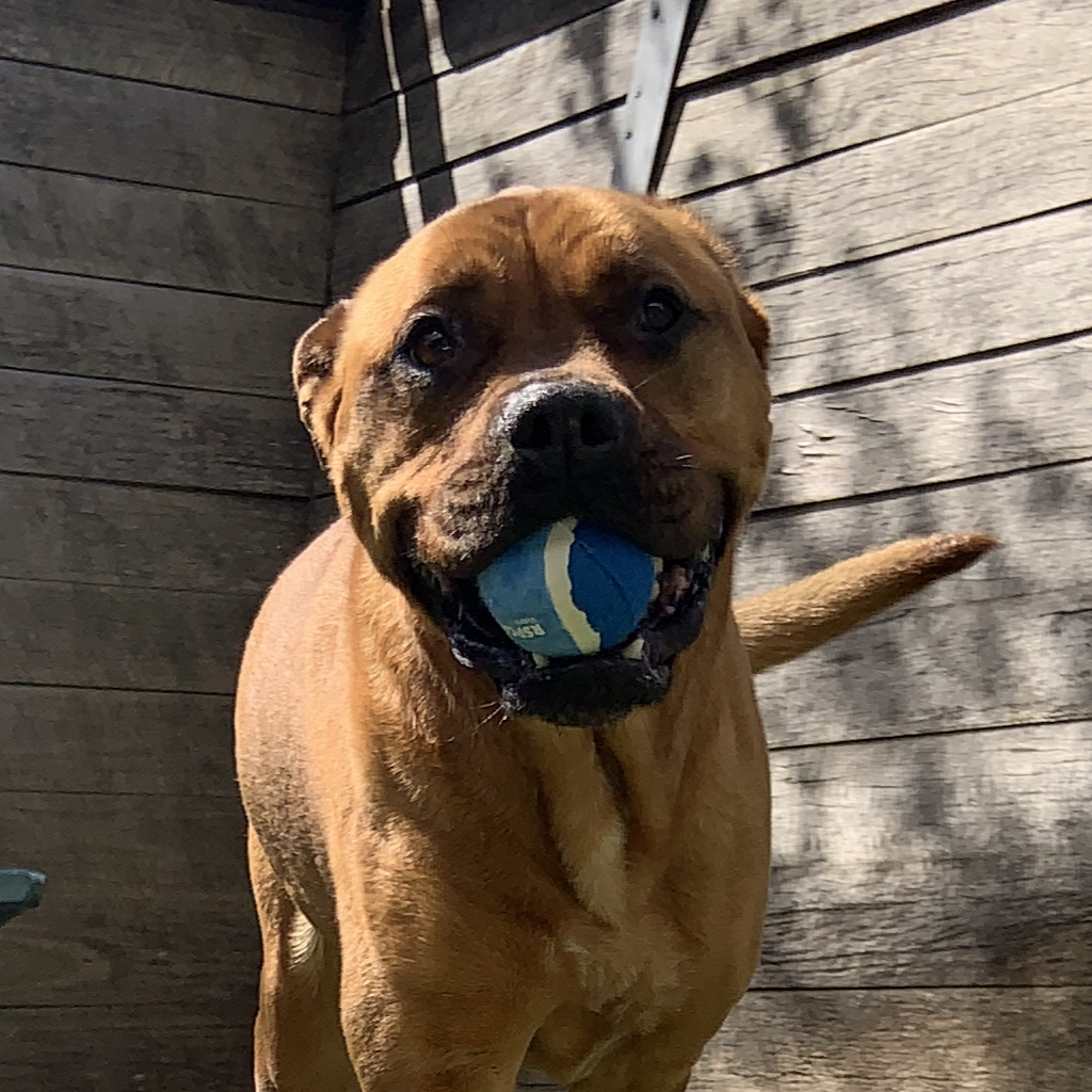 RSPCA Tennis Ball Blue - RSPCA VIC