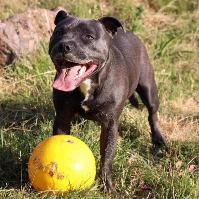 Aussie staffy ball online