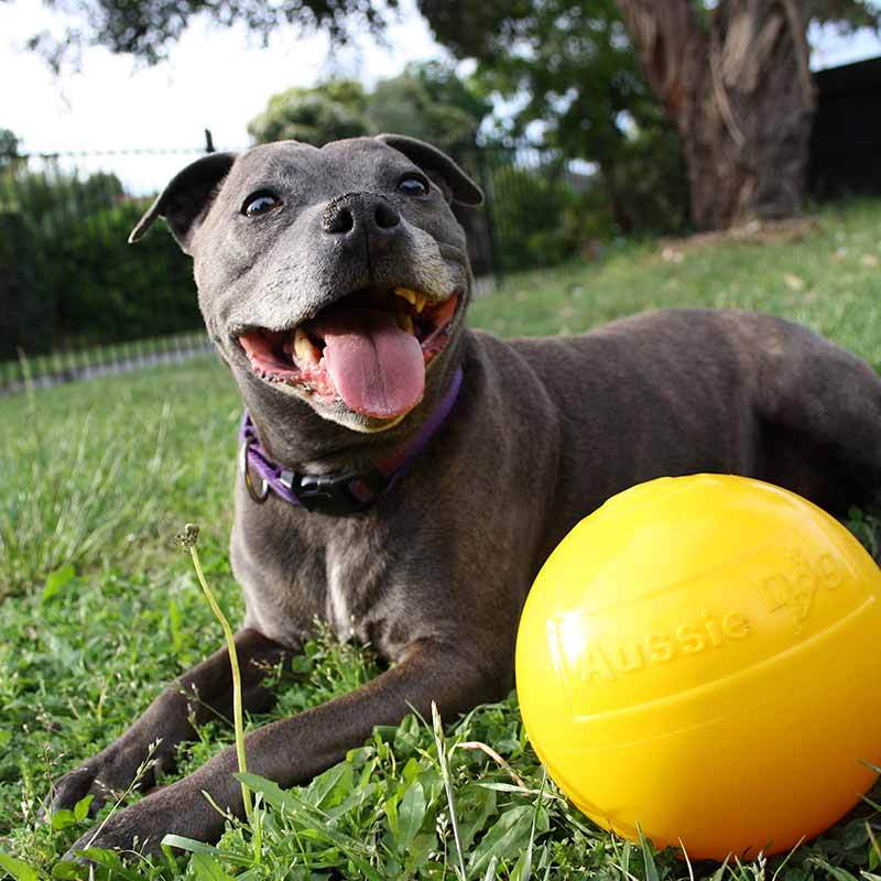 aussie dog tucker ball medium - rspca vic